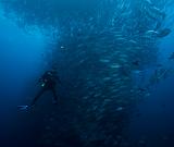 Isla del Coco - 172